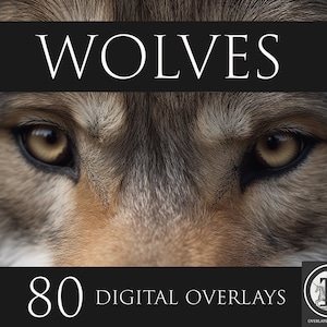 Wolves Digital Overlays, PNG Overlays, Animal clipart, Animal overlays, Photoshop overlays,