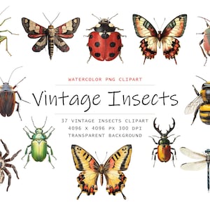 Clipart di insetti vintage ad acquerello, 37 clipart di insetti PNG, uso commerciale, bundle di clipart di cavallette png, clipart di coccinella, clipart di insectarium