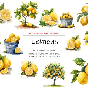 Aquarell Zitronen Clipart PNG, Aquarell Sublimationszitronen Clipart, Zitronen Bundle Illustrationen, kommerzielle Lizenz, süße Limonade Grafik