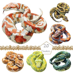 Watercolor Snakes Clipart, 20 PNG Snakes clip art, Snakes clipart, Snakes Clipart png Bundle, Snakes clipart, Reptile clipart, Digital file