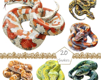 Watercolor Snakes Clipart, 20 PNG Snakes clip art, Snakes clipart, Snakes Clipart png Bundle, Snakes clipart, Reptile clipart, Digital file