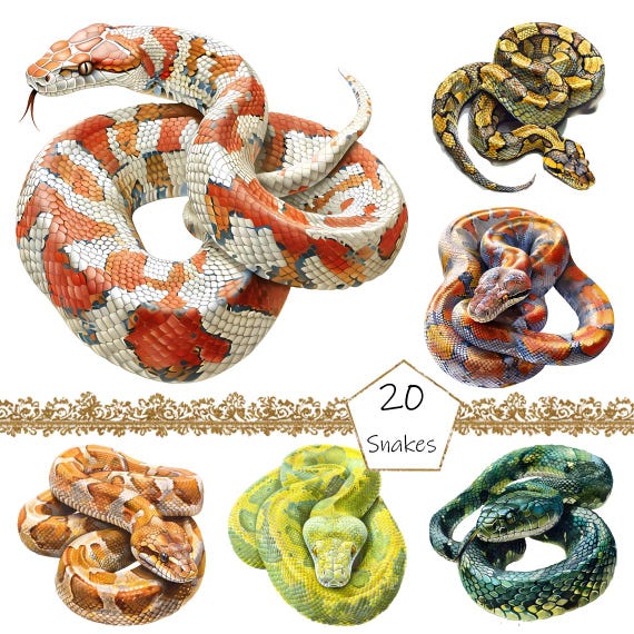 Watercolor Snakes Clipart, 20 PNG Snakes clip art, Snakes clipart, Snakes Clipart png Bundle, Snakes clipart, Reptile clipart, Digital file