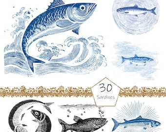 Sardinen Clipart, 30 PNG Sardinendosen Clip Art, kommerzielle Nutzung, Fischer Clipart Png Bündel, Nautischer Sommer png, Sardinen Illustrationen