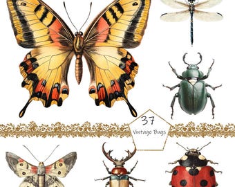 Watercolor Vintage Bugs Clipart, 37 PNG Insects clipart, Commercial Use, Grasshopper Clipart png Bundle, Ladybug clipart,insectarium clipart