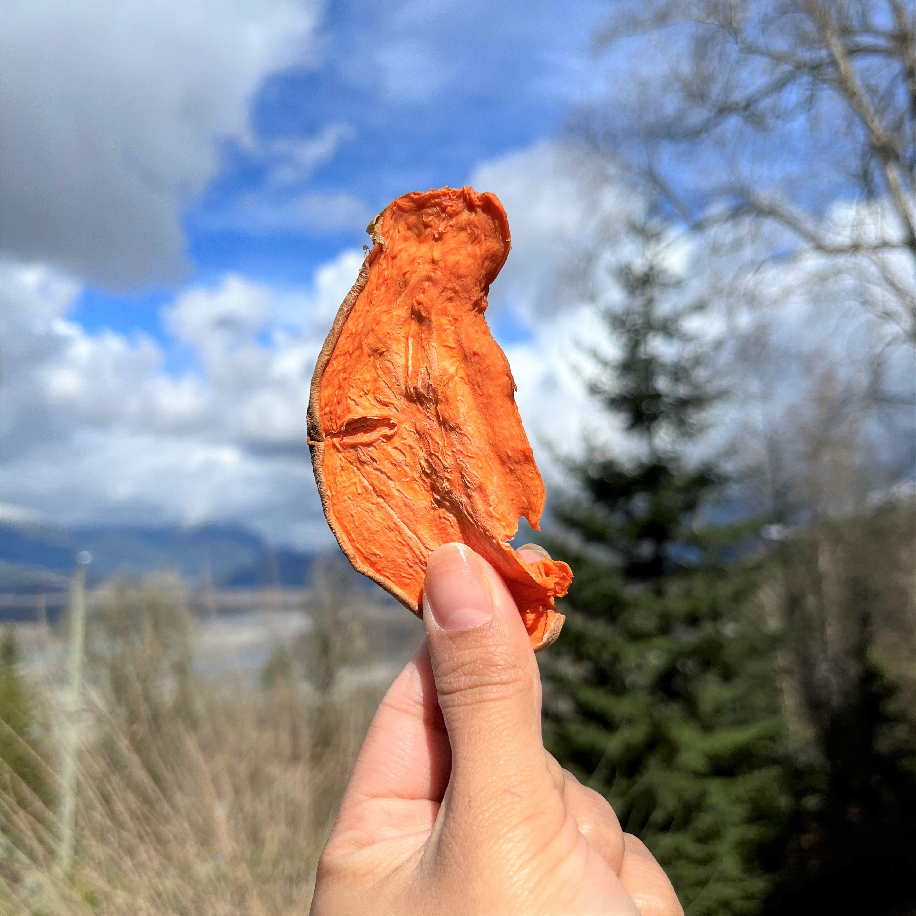 Sweet Potato Dog Chew Vancouver Made Gently Dehydrated One Ingredient