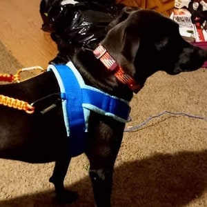 May include: A black dog wearing a blue and light blue padded harness with an orange and yellow handle. The dog is standing on a brown carpet.