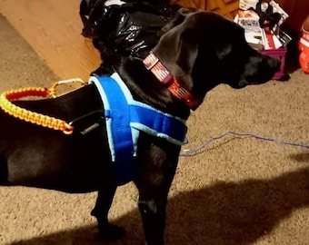 May include: A black dog wearing a blue and light blue padded harness with an orange and yellow handle. The dog is standing on a brown carpet.