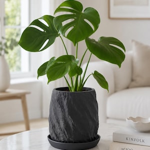 May include: A vibrant green Monstera plant with large, split leaves potted in a dark charcoal gray planter. The planter features a textured, crinkled surface and sits on a matching circular saucer, providing a contrast to the lush foliage.