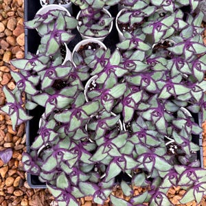 Callisia Soconiscensis Redilla&#39;s Dragon Tail cutting