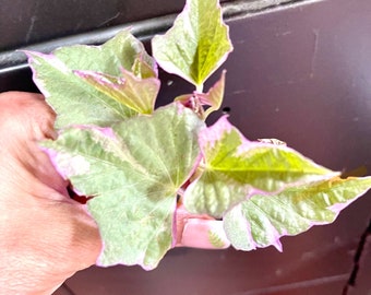 Variegated sweet potato vine top cut