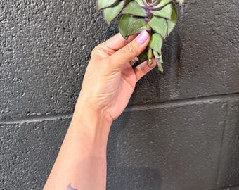 Callisia Soconiscensis Redilla's Dragon Tail cutting