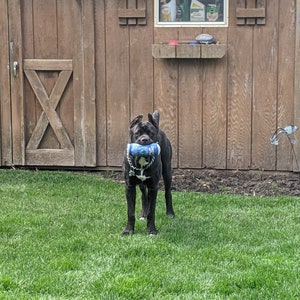 May include: A black Cane Corso dog stands in a grassy yard, holding a blue and white toy in its mouth. The dog is in front of a wooden shed with a window and a shelf.