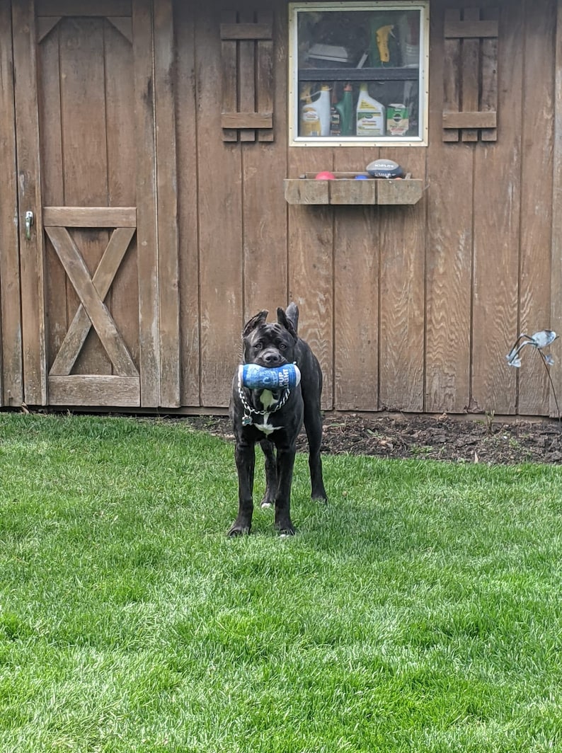May include: A black Cane Corso dog stands in a grassy yard, holding a blue and white toy in its mouth. The dog is in front of a wooden shed with a window and a shelf.