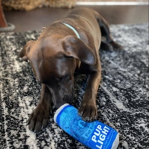 May include: A brown dog with a blue collar is playing with a blue and white plush dog toy shaped like a can of beer. The toy says "Pup Light Dog Toy Beer Can".