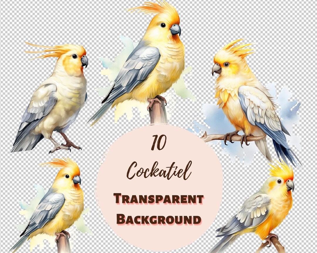 Pff 030 Cockatiel Clipart Bundle Transparent PNG Collection - Etsy Australia
