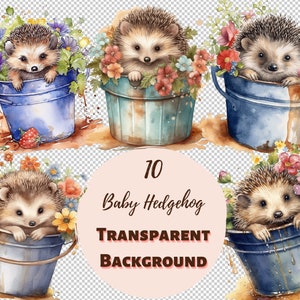 Pacote de clipart de ouriço para bebê - coleção PNG transparente, gráficos em aquarela, arte de parede de berçário, decoração de chá de bebê e muito mais