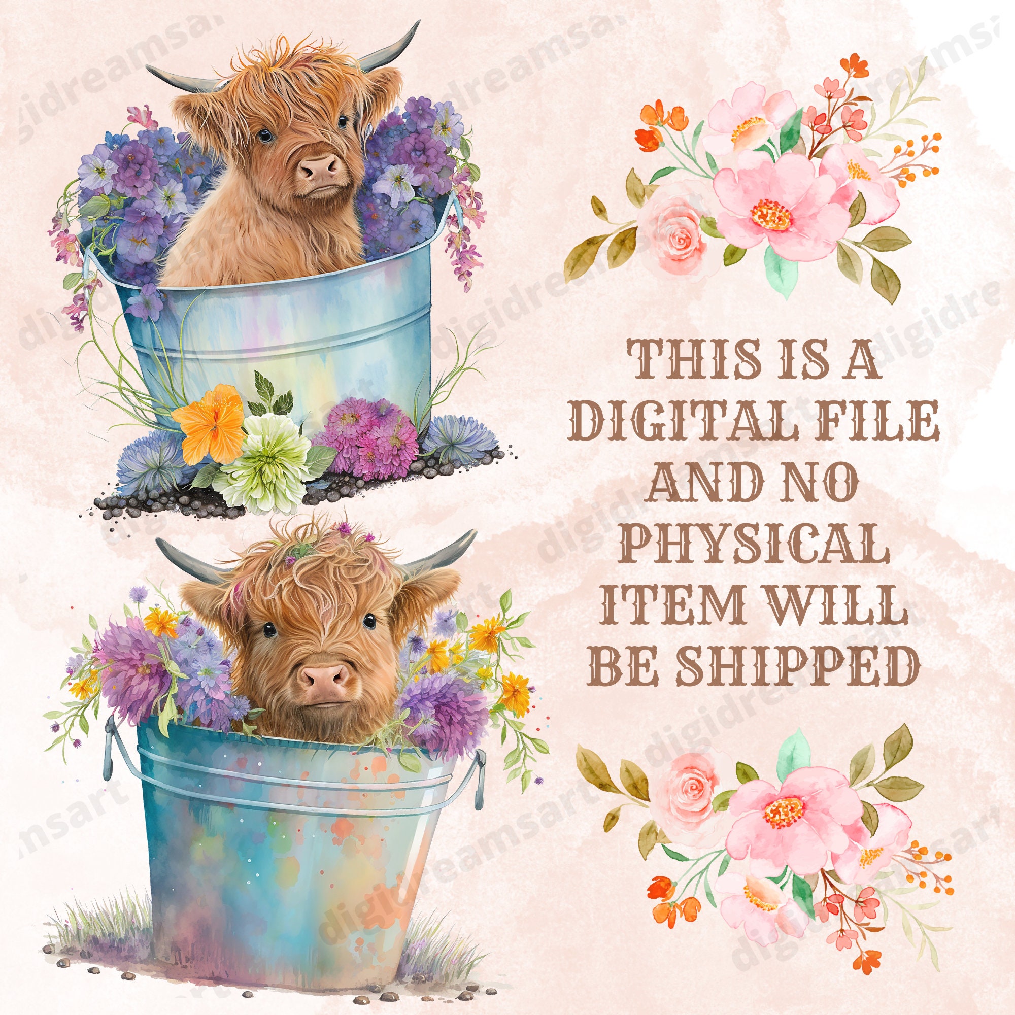 Cute Baby Highland Cow Design Bundle - PNG Transparent Clipart ...