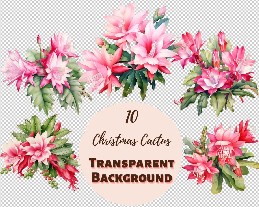 Christmas Cactus Design Bundle - PNG Transparent Clipart Collection ...