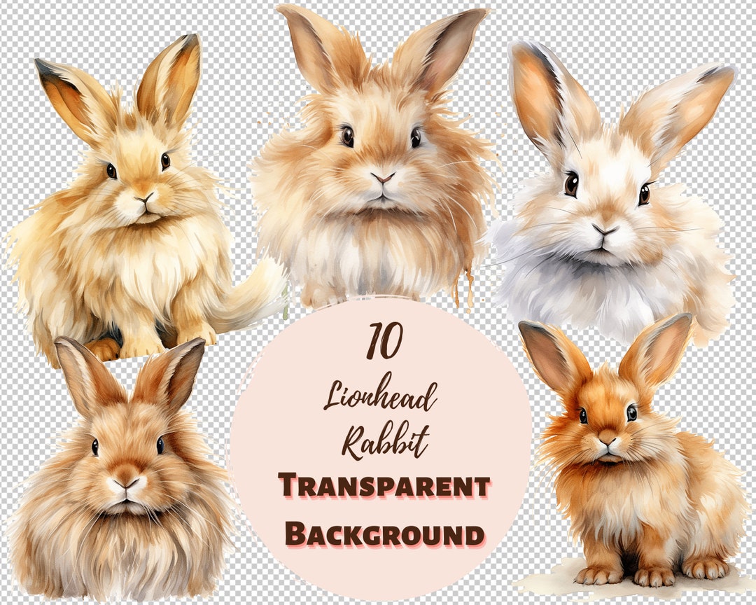 Lionhead Rabbit Clipart Bundle - Transparent PNG Collection, Watercolor ...