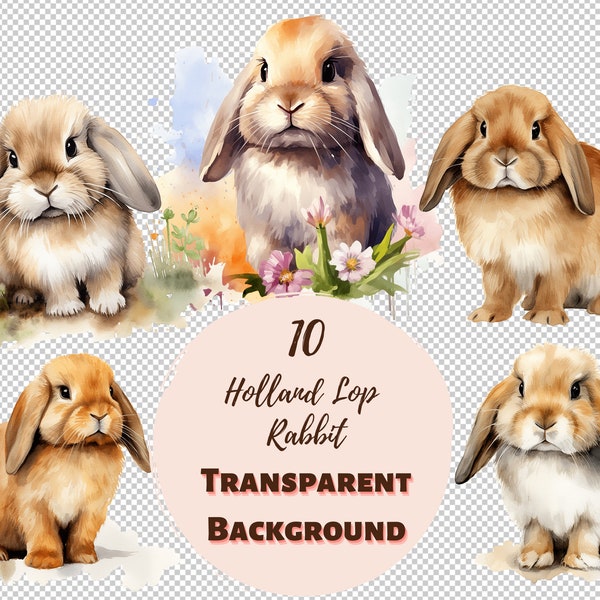 Holland Lop Rabbit Clipart Bundle - Colección PNG transparente, gráficos de acuarela, impresiones digitales, transferencias para camisetas y proyectos de bricolaje