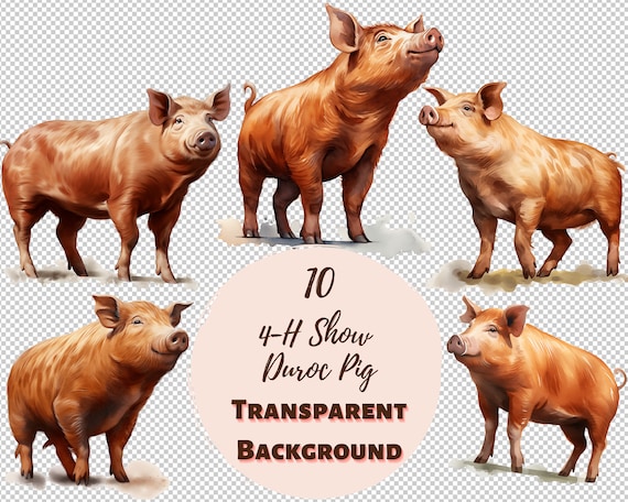 Cute Pink 4-H Show Pig Tshirt For Girls Who Show Their Pigs Cute Pink 4-H Show Pig Tshirt For Girls Who Show Their Pigs