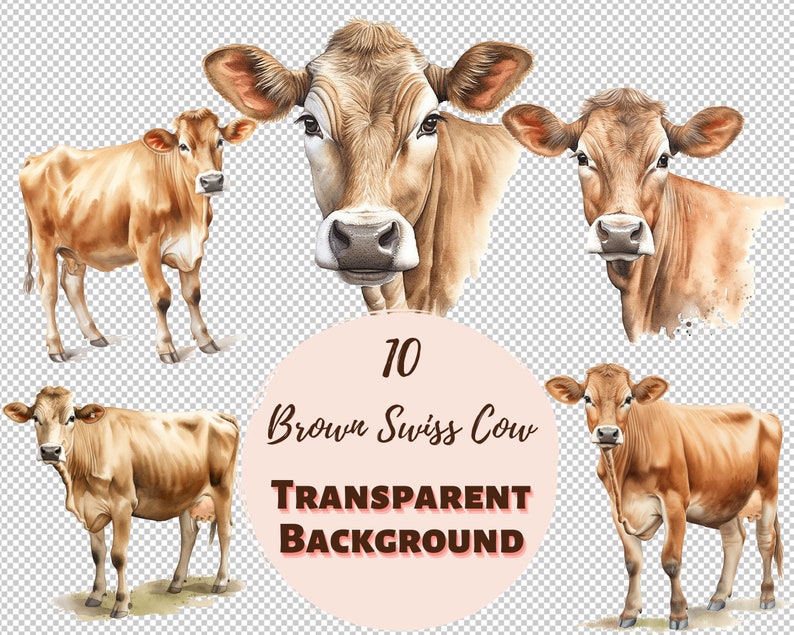 Brown Swiss Cow Clipart Bundle Transparent PNG Collection, Digital