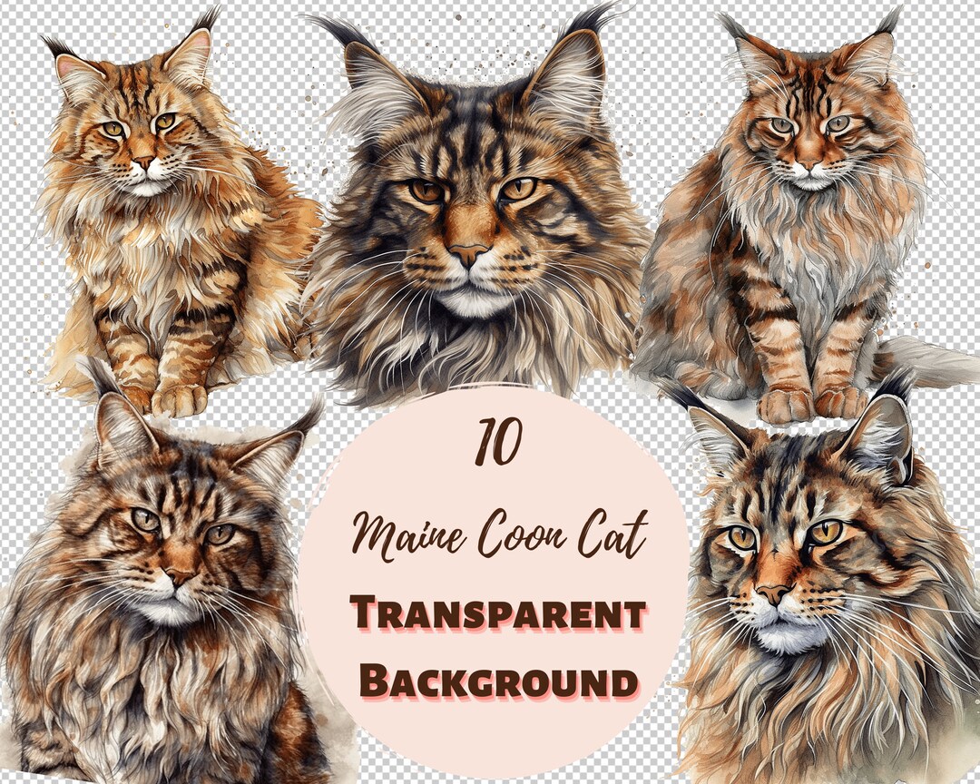 Maine Coon Cat Clipart Bundle Transparent PNG Collection, Watercolor