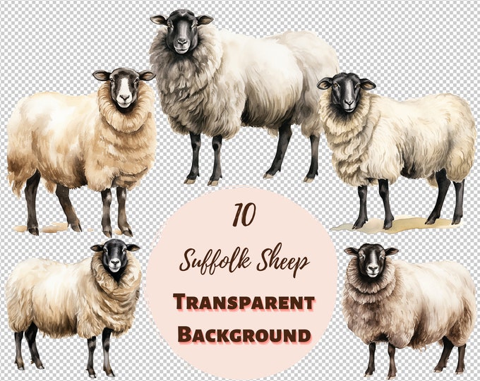 Suffolk Sheep Clipart Bundle - Transparent PNG Collection, Digital