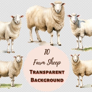 Farm Sheep Clipart Bundle - Transparente PNG-Sammlung, Digitaldrucke, Cliparts und Transfers für T-Shirts und DIY-Projekte und mehr!