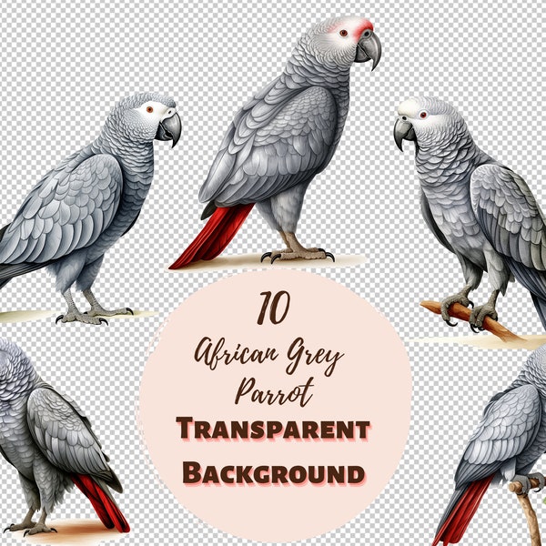 African Grey Parrot Clipart Bundle - Transparent PNG Collection, Watercolor Graphics, Digital Prints, Transfers for T-Shirts and DIY
