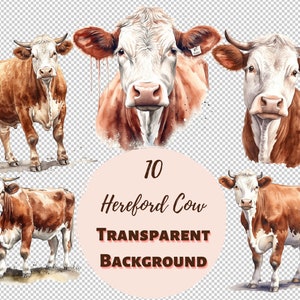 Pacchetto di clipart della mucca Hereford: raccolta PNG trasparente, stampe digitali, clipart e trasferimenti per magliette, progetti fai da te e altro ancora!