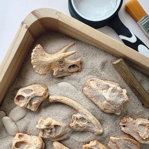 Può includere: Un vassoio di legno riempito di sabbia, con diverse repliche di teschi di dinosauro beige. Sono presenti anche una lente d'ingrandimento, un pennello e pezzi di legno, creando una scena archeologica in miniatura. Progettato per il gioco educativo.