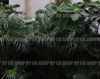 Green Plant Wall Digital Print