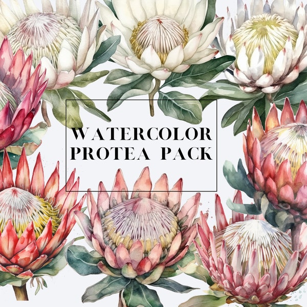 Protea Watercolor | Floral Clip Art | Ralph Steadman Style | Flower Bundle | Instant download | PNG | Stickers | Watercolour