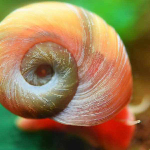 15+ Ramshorn Snails