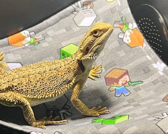 Hamak Brodatego Smoka