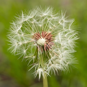 Dandelion | flower | nature | New Jersey photography | photographic print | 8x10