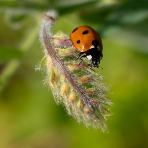 Ladybug on plant | insect | nature | New Jersey photography | photographic print | 8x10