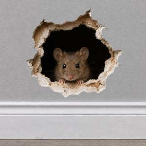 Peut inclure: Un sticker mural représentant une souris brune réaliste regardant à travers un trou irrégulier et déchiré dans un mur gris. La souris a de grandes oreilles, des yeux sombres et des moustaches visibles, ses pattes avant posées sur le bord.