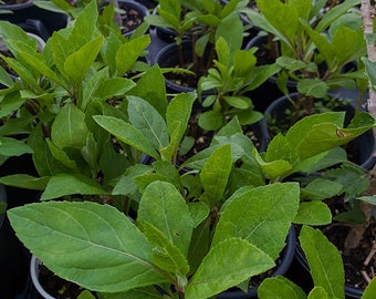 Bitter leaf plant rooted in 4inch pot