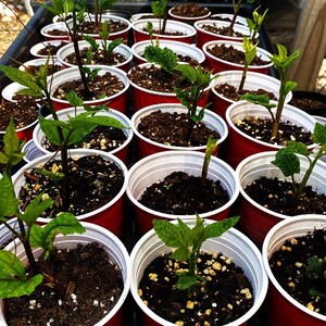 UGU SEEDLING, UGU Plants Sprouted, Fluted Pumpkin Seedlings ( Note, cities experiencing cold winter, orders ship ending of March) thanks