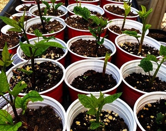 UGU SEEDLING, UGU Plants Sprouted, Fluted Pumpkin Seedlings ( Note, cities experiencing cold winter, orders ship ending of March) thanks