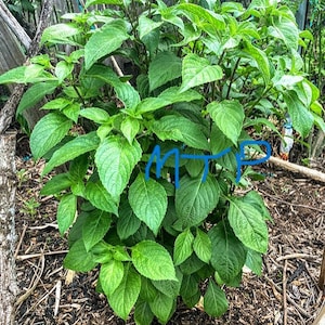 May include: A close-up of a green leafy plant with large, vibrant leaves. The plant is growing in a bed of brown mulch.
