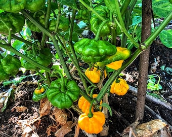 Yellow Scotch Bonnet Pepper Seeds, Scotch Bonnet Pepper, Jamaican Yellow Scotch Bonnet Pepper Seeds, Spice Pepper.