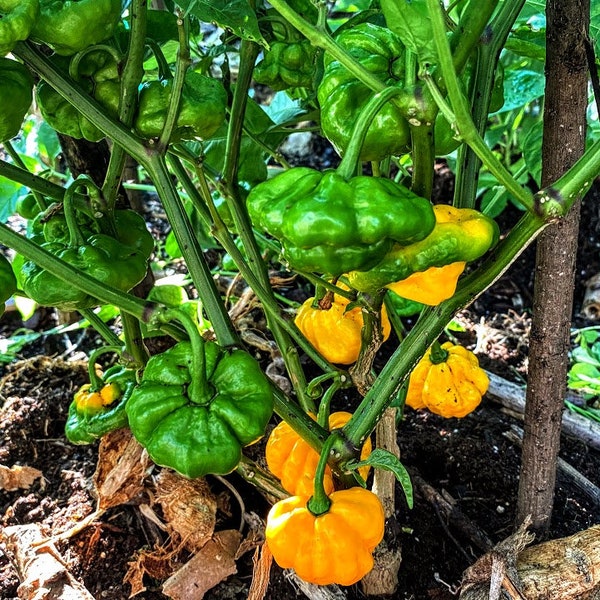 Yellow Scotch Bonnet Pepper Seeds, Scotch Bonnet Pepper, Jamaican Yellow Scotch Bonnet Pepper Seeds, Spice Pepper.