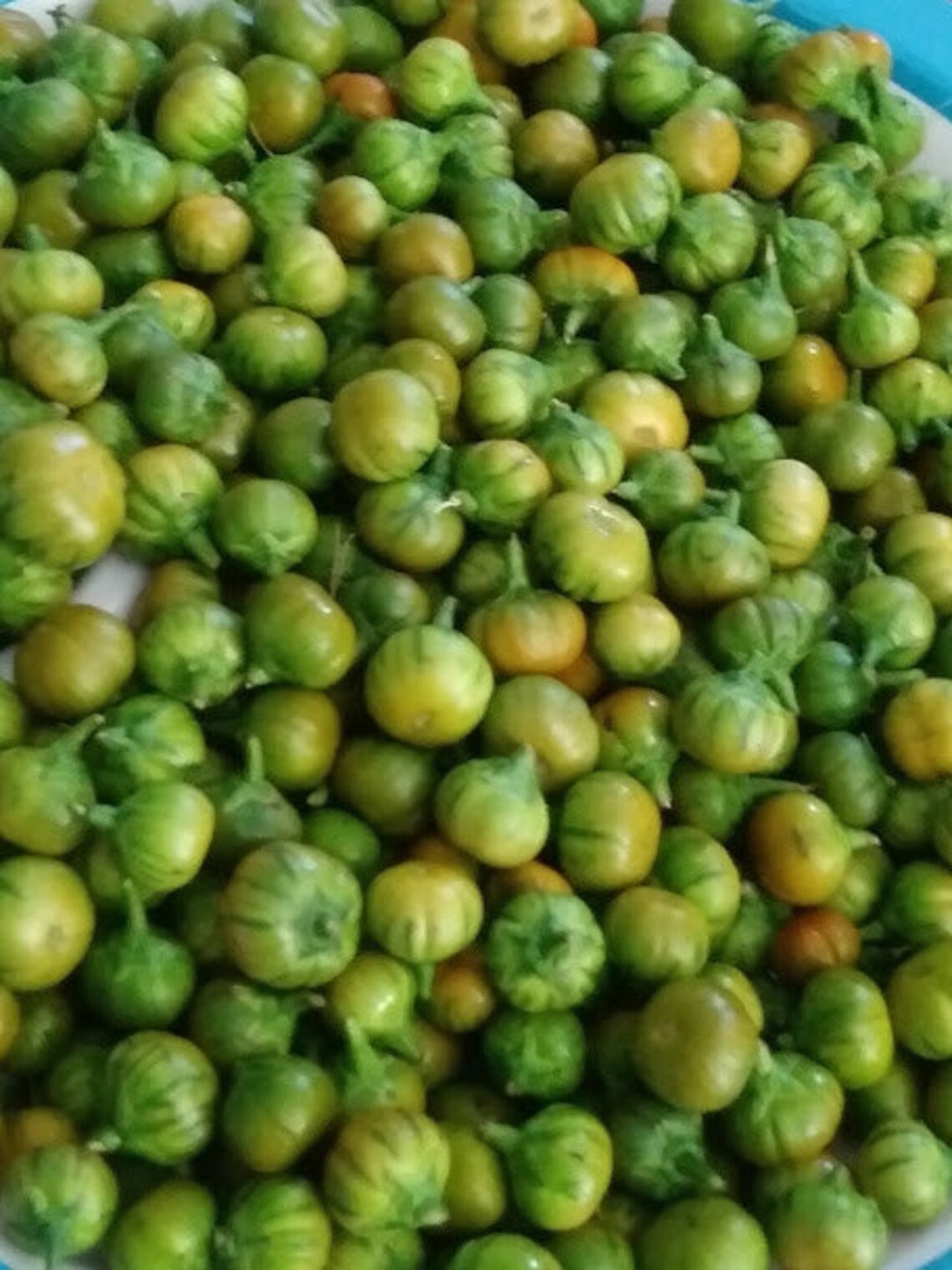 Garden Egg Seeds for PLANTING. Both Fruit and the Leaves Are Edible