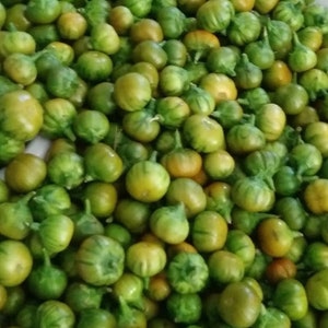 Garden egg seeds for PLANTING. Both fruit and the leaves are edible. African eggplant. (Solanum aethiopicum), Garden egg leaf, akwukwo anara