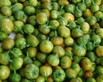 Garden egg seeds for PLANTING. Both fruit and the leaves are edible. African eggplant. (Solanum aethiopicum), Garden egg leaf, akwukwo anara