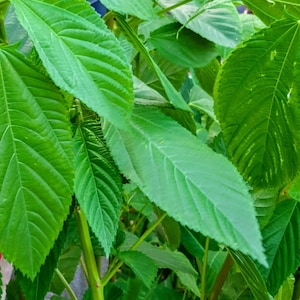May include: Close-up of vibrant green leaves with a prominent vein pattern. The leaves are arranged in a dense cluster, showcasing the natural beauty of foliage.