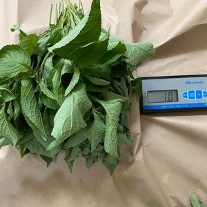 Fresh Scent Leaf Leaves, Fresh Nchanwu Leaves, Efirin Fresh Leaves, Ntonng, Efinrin, Daidoya, 8 Oz to 1Lb Bunch cut leaves for cooking
